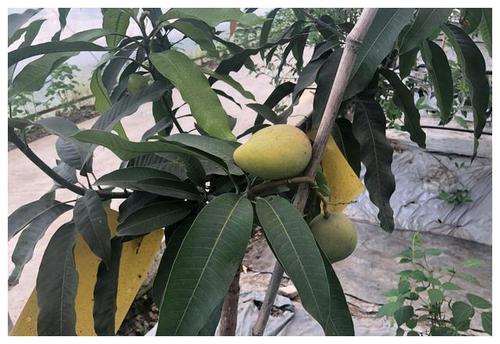 果桑成熟开采 本地种植热带水果将陆续上市